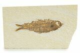 Detailed Fossil Fish (Knightia) - Wyoming #345383-1